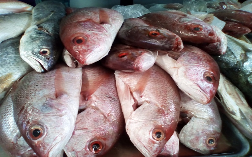 Sector pesca proyecta crecimiento del 7% en producción Managua. Radio La Primerísima