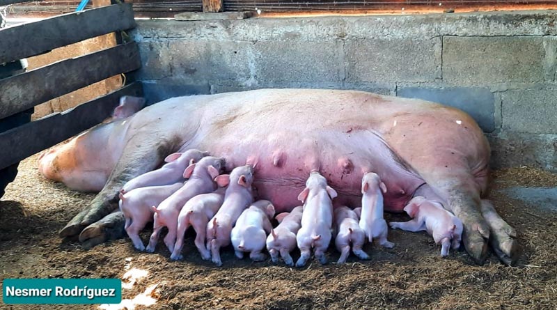 Fortalecen genética porcina mediante inseminación artificial Managua. Radio La Primerísima