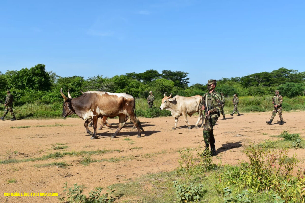 Ejército ocupa semovientes y equinos en Chinandega y Caribe Sur Managua. Radio La Primerísima