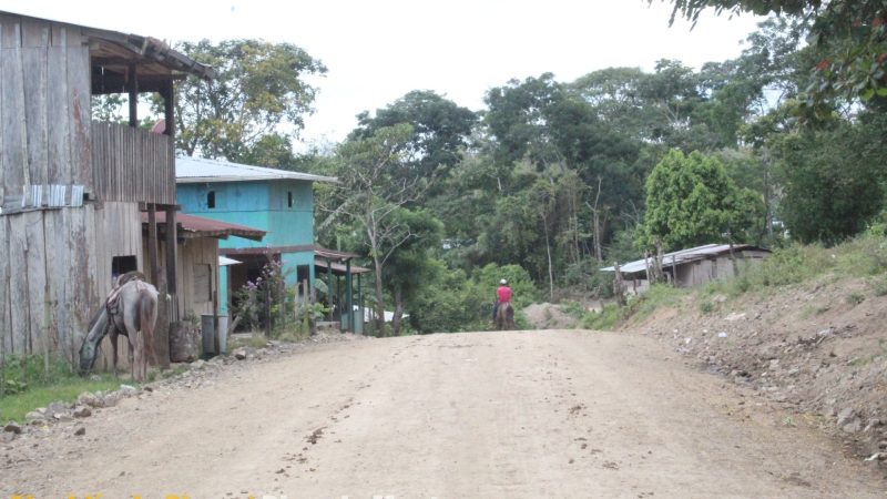 Casi lista la construcción de 7 km de camino productivo en Siuna Managua. Radio La Primerísima