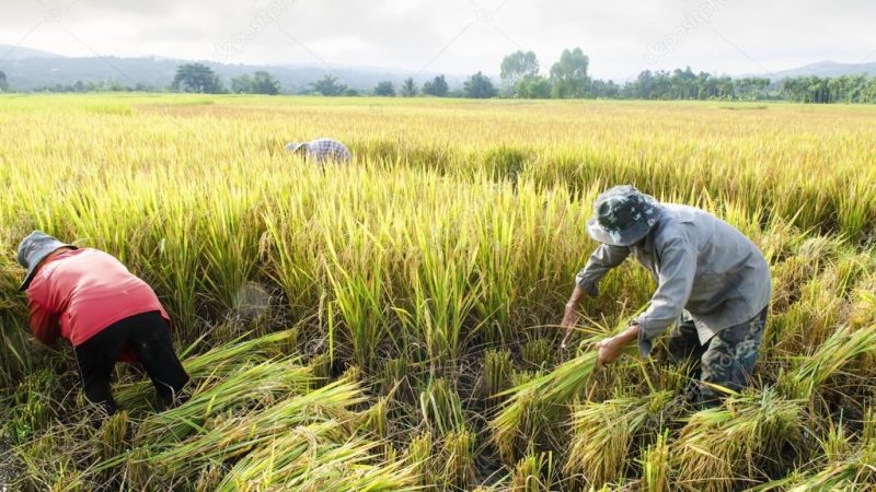 Corea ampliará apoyo a proyectos agropecuarios Managua. Libeth González/Radio La Primerísima