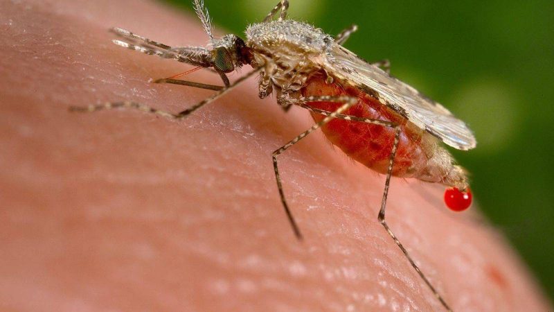 Nicaragua y Honduras firmarán acuerdo para combatir la Malaria Managua. Radio La Primerísima