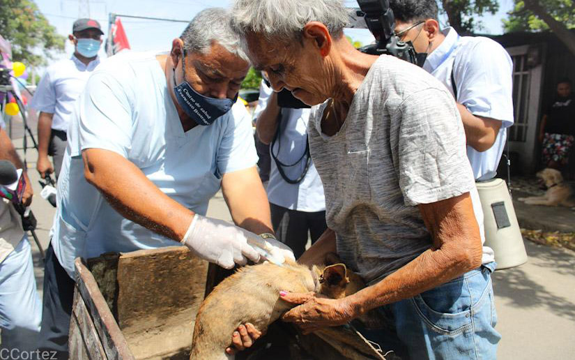 Inicia vacunación canina en todo el país Managua. Por Danielka Ruíz/Radio La Primerísima