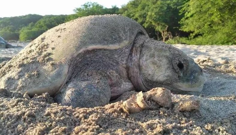 Tortugas paslama llegan a costas de San Juan del Sur Managua. Radio La Primerísima