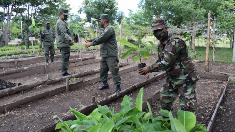 Productores del norte reciben plantas de plátano Managua. Radio La Primerísima