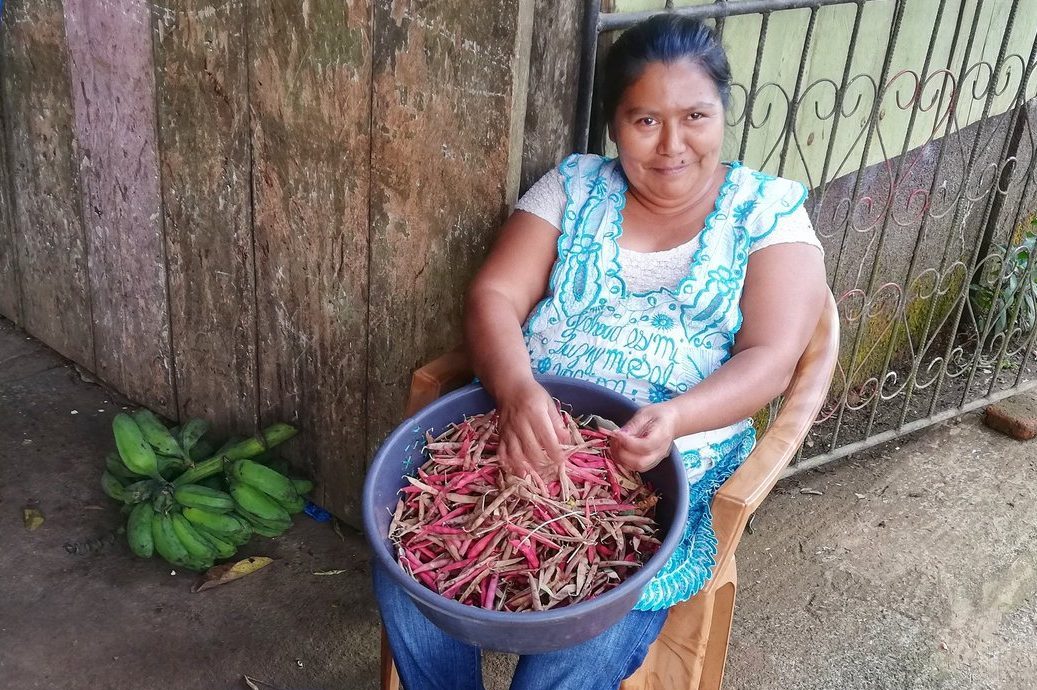 Productores recolectan frijol de primera Managua. Radio La Primerísima 