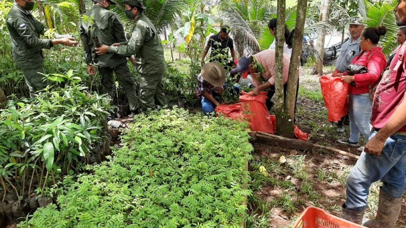 Entregan plantas a productores en áreas protegidas Managua. Radio La Primerísima