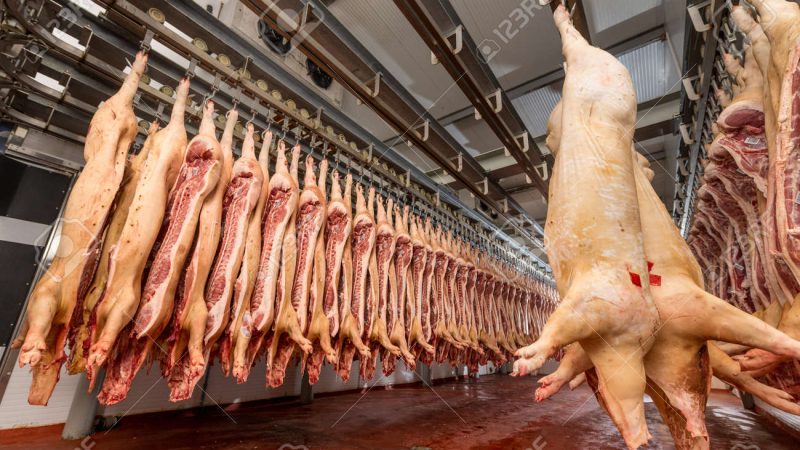Aumenta producción de carne de cerdo Managua. Por Wiston López/Radio La Primerísima