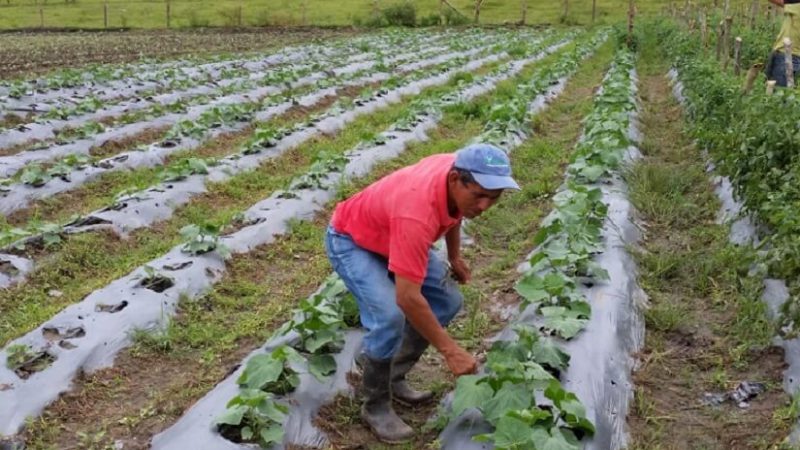 Avizoran buena cosecha en siembra de primera en Nandaime Managua. Radio La Primerísima