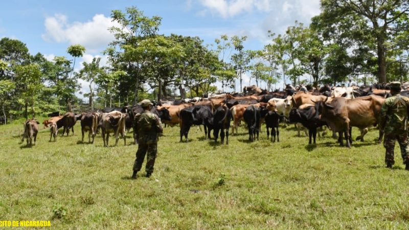 Militares recuperan ganado en operativos en Caribe Sur Managua. Radio La Primerísima
