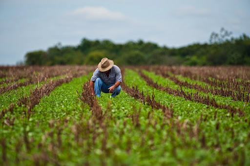 Abogan por remodelar sistemas agroalimentarios en Latinoamérica Naciones Unidas. Prensa Latina
