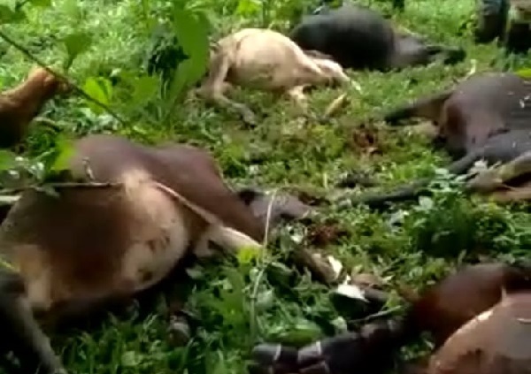 Rayo mata a 18 vacas en Río Blanco, Matagalpa Managua. Radio La Primerísima