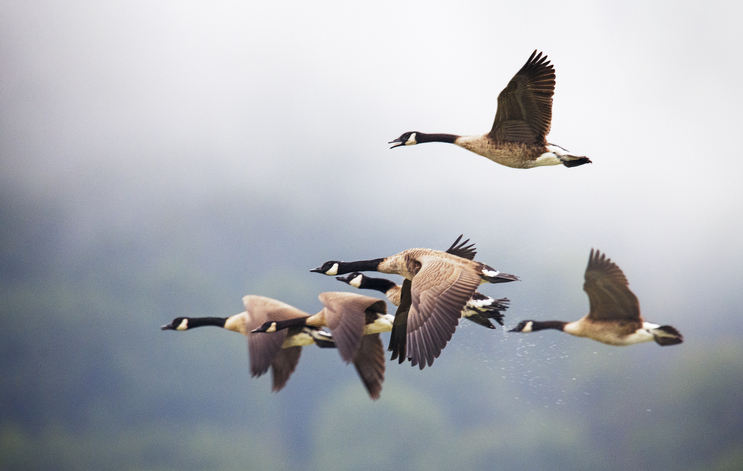 Instan a proteger hábitats en Día Mundial de las Aves Migratorias La Habana. Prensa Latina