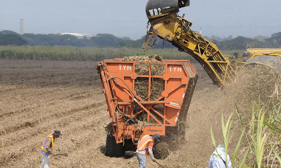 Azucareros espera producir 17 millones de quintales  Managua. Radio La Primerísima