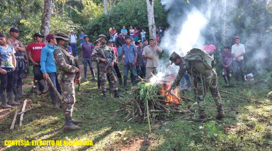 Ejército incinera 2,834 plantas de marihuana en Wiwilí Managua. Radio La Primerísima
