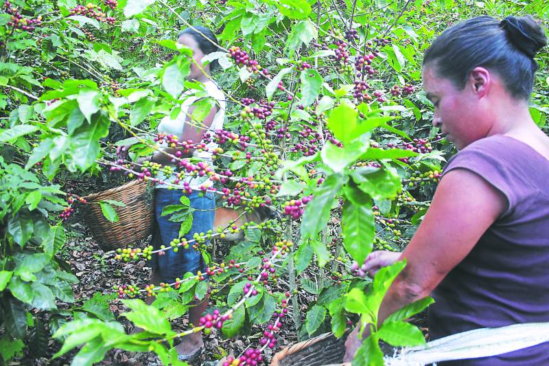 Hacendados están pagando más por lata de café cortado Managua. Radio La Primerísima