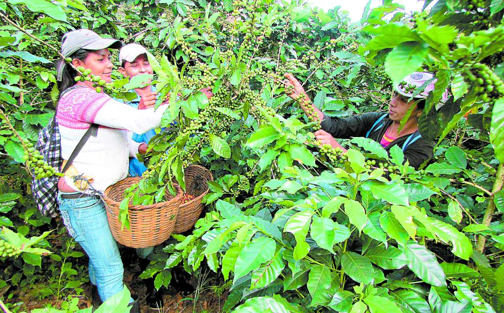 Cafetaleros esperan producir más de tres millones de quintales Managua. Radio La Primerísima