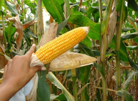 Cultivo del maíz uno de los más vulnerables al cambio climático Washington. Prensa Latina