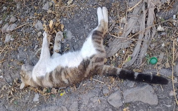 Continúa matanza de gatos en barrio de Estelí