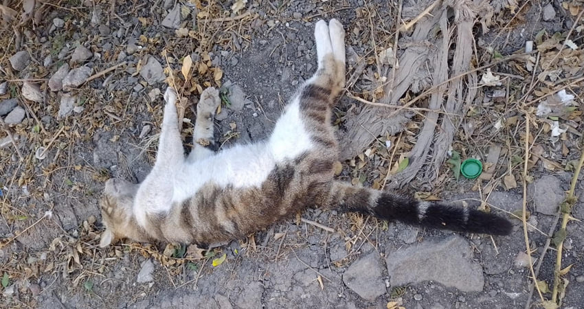 Continúa matanza de gatos en barrio de Estelí Managua. Radio La Primerísima