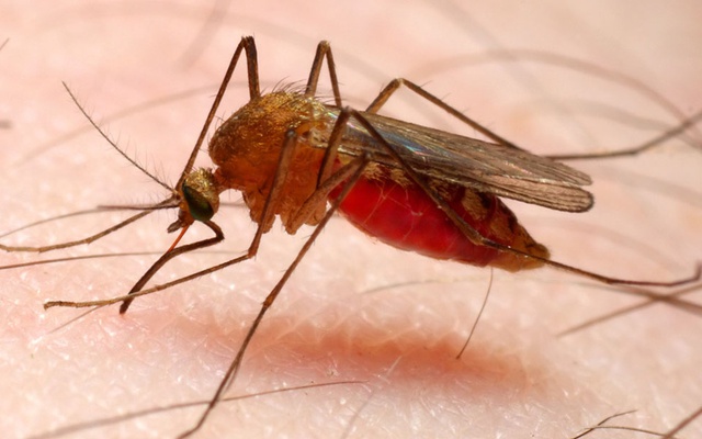 Ministerio de Salud reporta disminución en casos de malaria Managua. Radio La Primerísima