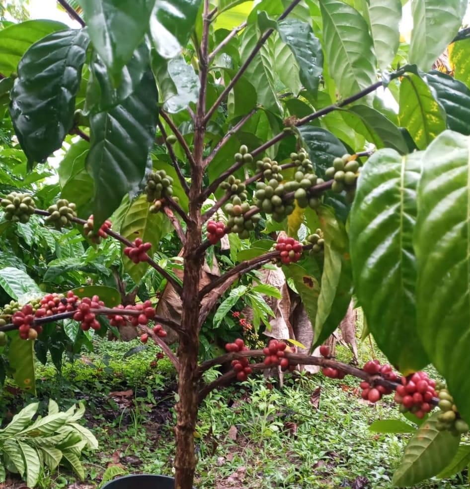 Productoras establecen más de 900 manzanas de café en Caribe Sur Managua. Radio La Primerísima