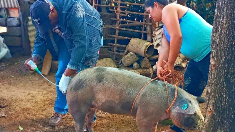 Avanza programa de inseminación artificial porcino en Carazo Jinotepe. Manuel Aguilar/Radio La Primerísima