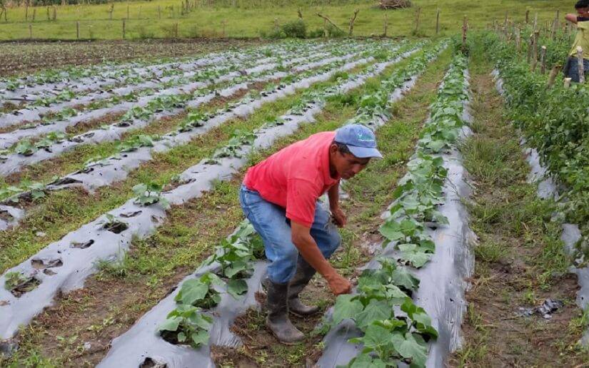 Clima para siembra de primera es alentador, afirman productores Managua. Wiston López/Radio La Primerísima