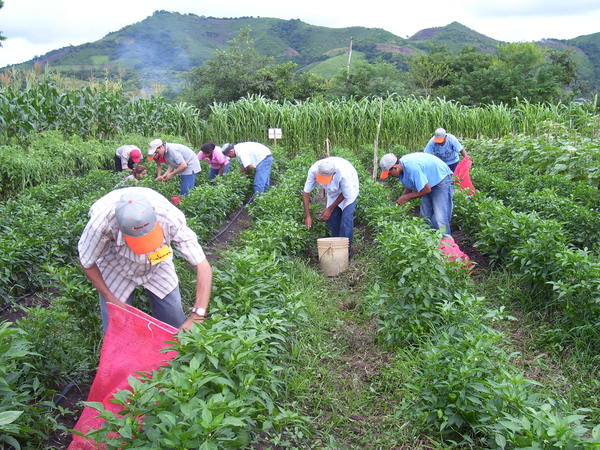 BCIE con buena disposición para financiar al sector agropecuario Managua. Radio La Primerísima 