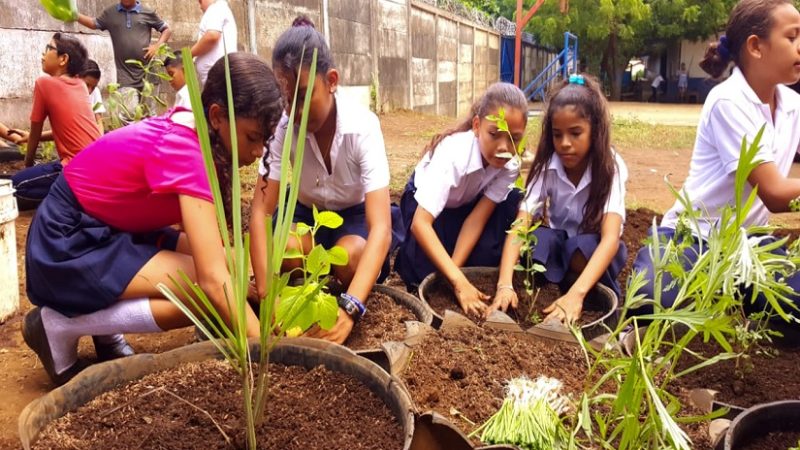 Instalan huertos en escuelas de Bilwi Managua. Radio La Primerísima