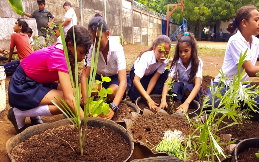 Instalan huertos en escuelas de Bilwi Managua. Radio La Primerísima