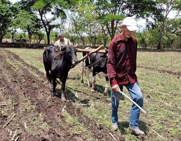 Productores del norte apresuran siembra de primera Managua. Radio La Primerísima