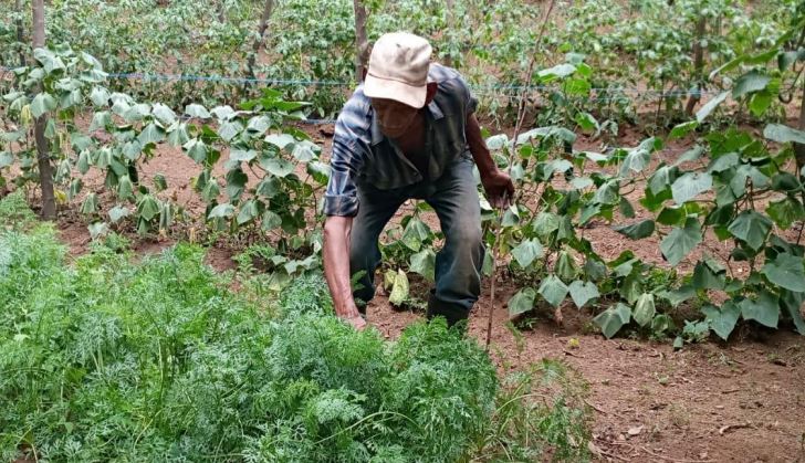 Productores organizados en UNAG-Estelí proyectan sembrar 11 mil manzanas Managua. Radio La Primerísima