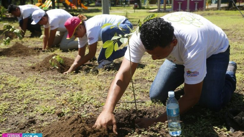 Sembrarán más de 80 mil plantas en Estelí Managua. Radio La Primerísima