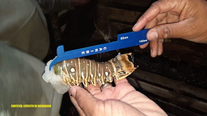 Denuncian caza ilegal de langostas en el Caribe Managua. Jaime Mejía/Radio La Primerísima