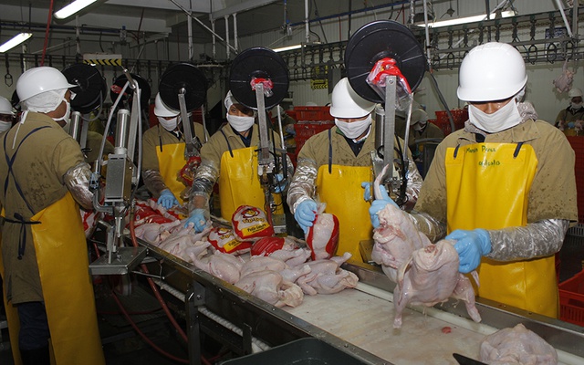 Aumenta producción de carne de cerdo y pollo Managua. Radio La Primerísima