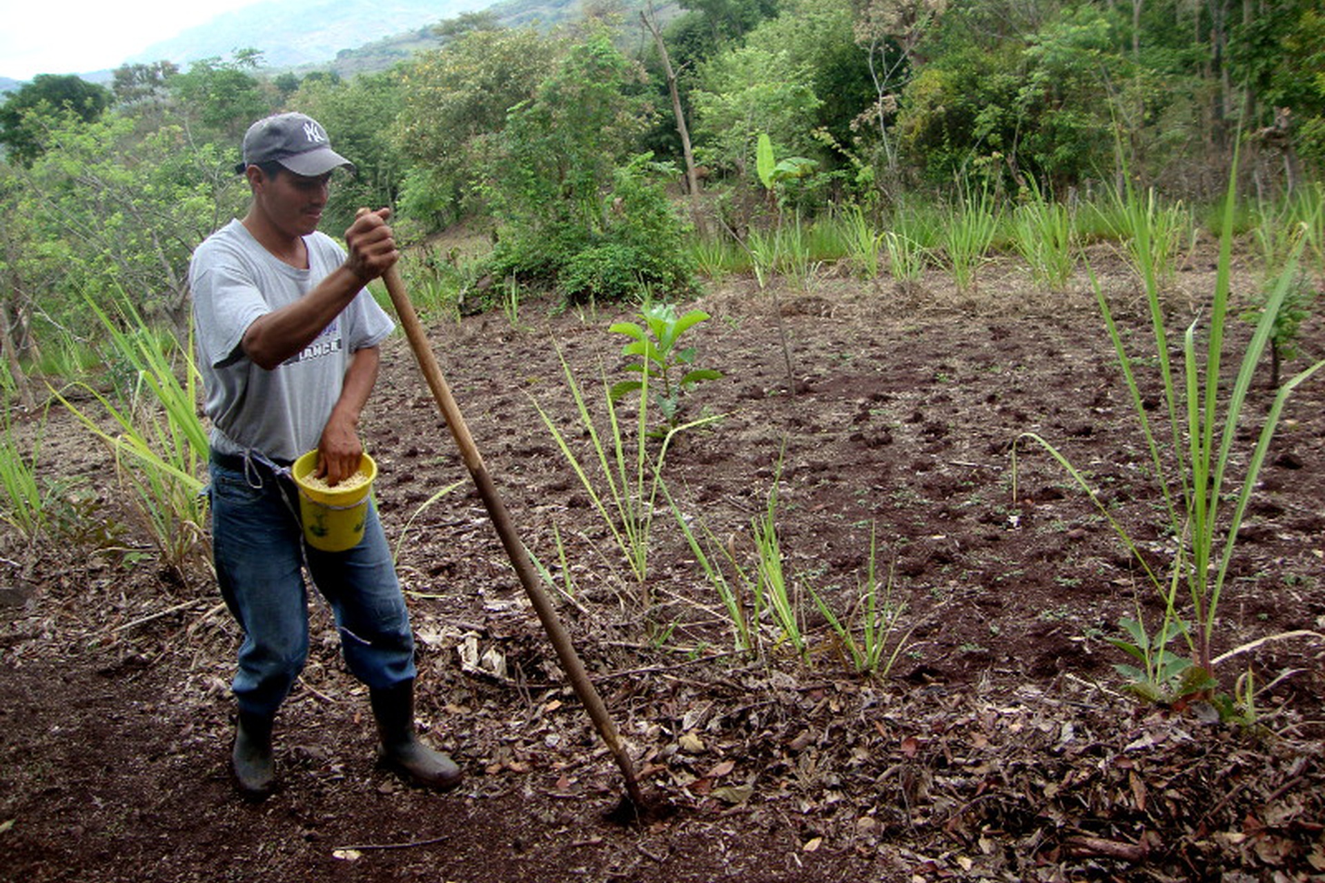 En ruta hacia autosuficiencia alimentaria Managua. Radio La Primerísima