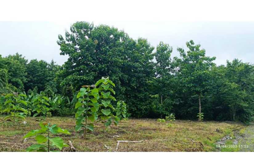 Empresa agroforestal en pleno desarrollo en Caribe Norte Managua. Radio La Primerísima