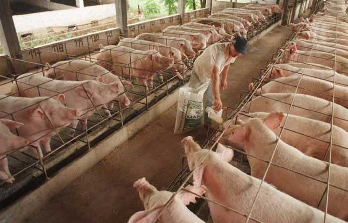 Producción de cerdo  con crecimiento sostenido en últimos años Managua. Radio La Primerísima
