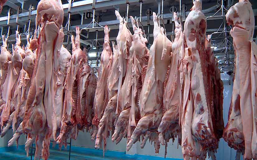 Prevén colocar 7 millones de libra de carnes de cerdo en diciembre Managua. Radio La Primerísima