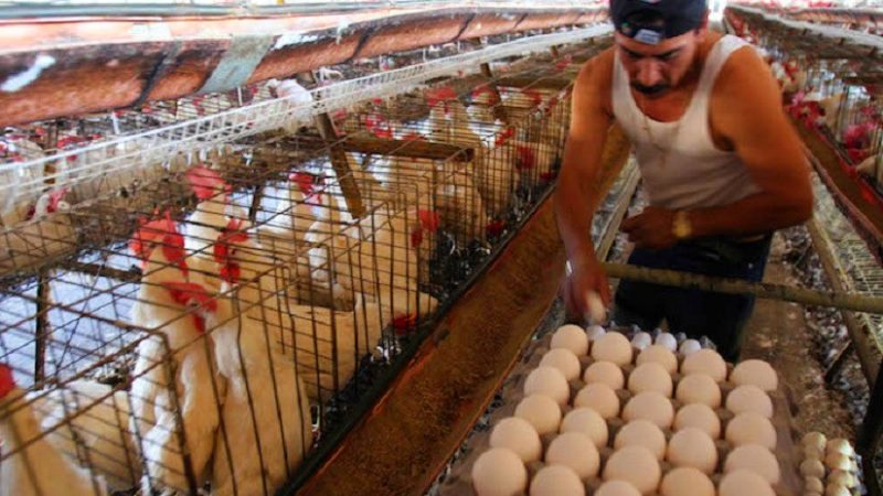Aumenta producción de huevo y carne de pollo Managua. Radio La Primerísima