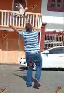 Hombre agarra perrito por la cola y lo lanzó por los aires Managua. Radio La Primerísima