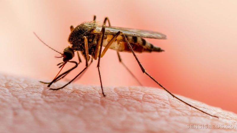 Nicaragua y Honduras firmarán acuerdo binacional para erradicar la malaria Managua. Radio La Primerísima