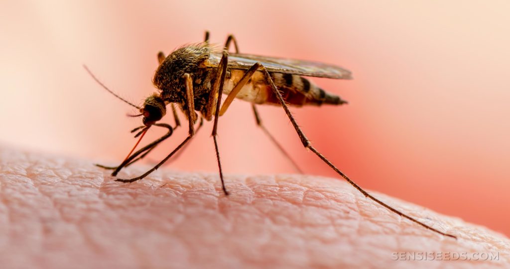 Nicaragua y Honduras firmarán acuerdo binacional para erradicar la malaria Managua. Radio La Primerísima
