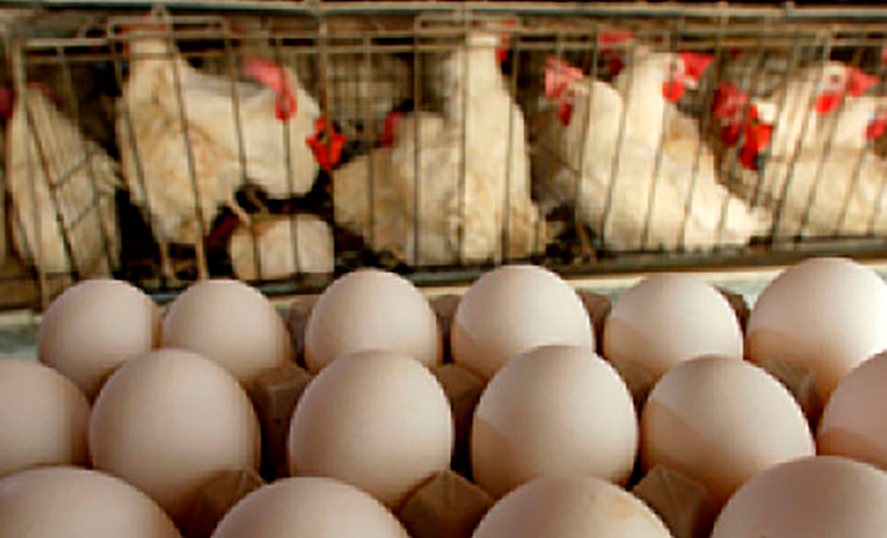 Producción de carne de pollo y huevo creció en 2022 Managua. Radio La Primerísima