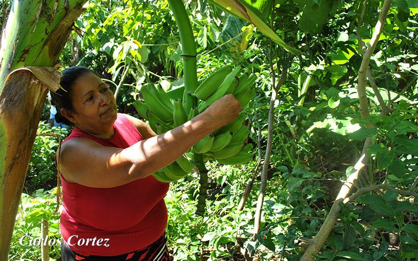 Prevén establecer 55 mil patios saludables este año Managua. Douglas Midence, Radio La Primerísima
