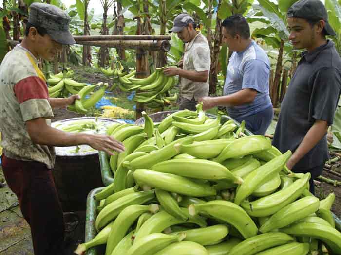 Reportan crecimiento sostenido en producción de plátano