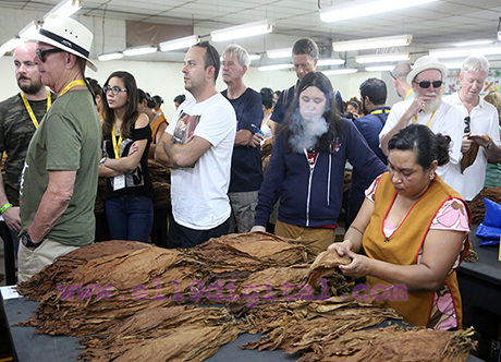Tabacaleros de 25 países participan en «Festival Puro Sabor» Managua. Radio La Primerísima
