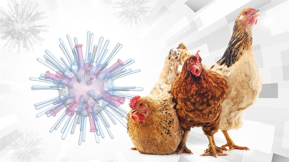 OMS advierte preocupante alza de gripe aviar Ginebra. Prensa Latina