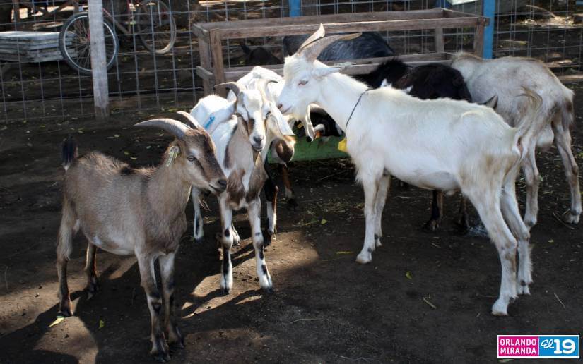 Especialistas del INTA capacitan a productores de ovinos y caprinos en Tipitapa Managua. Radio La Primerísima